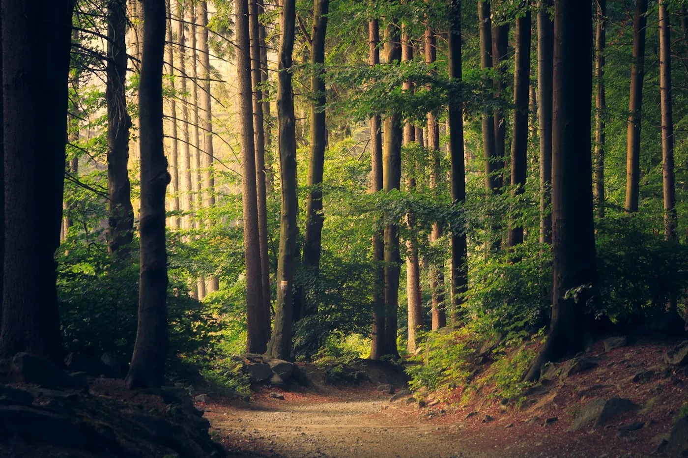 Soft sunlight falling through green woodland